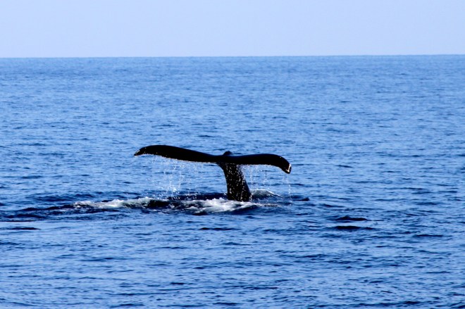 Amazing sightings during a whale watching cruise
